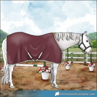 Horse Color:Silver Black Splash Appaloosa