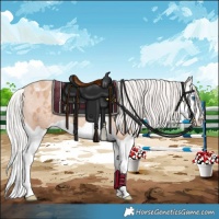 Horse Color:Silver Classic Champagne Splash Appaloosa