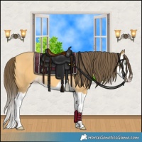 Horse Color:Amber Cream Champagne Splash