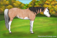 Horse Color:Bay Roan Splash 