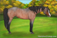 Horse Color:Bay Roan Splash 