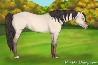 Horse Color:Amber Champagne Dun