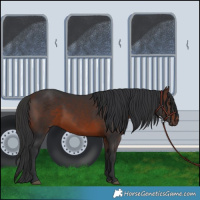 Horse Color:Brown 