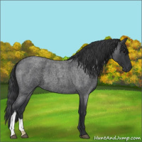 Horse Color:Blue Roan 