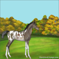 Horse Color:Brown Dun Tobiano Appaloosa 