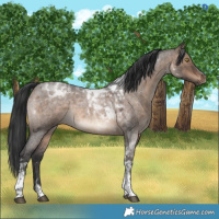Horse Color:Brown Roan Dun Tobiano 