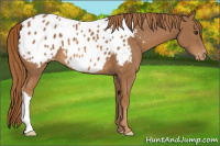 Horse Color:Chestnut Near Leopard 