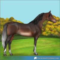 Horse Color:Bay Tobiano 