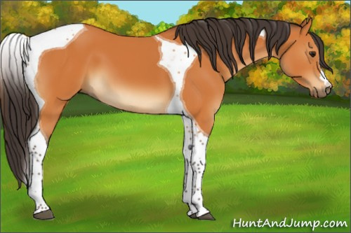 Horse Color:Buckskin Tobiano 