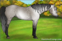 Horse Color:Gray Grullo 