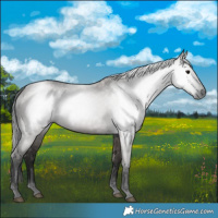 Horse Color:Gray Grullo 