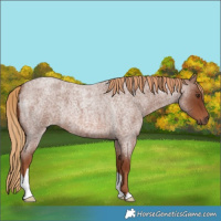 Horse Color:Red Roan 