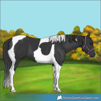 Horse Color:Black Tobiano 