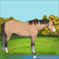 Horse Color:Bay Dun