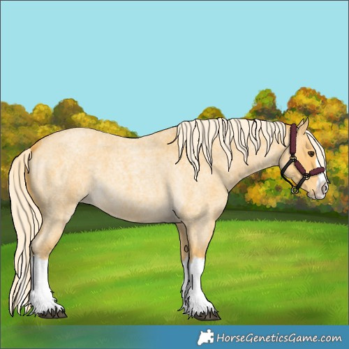 Horse Color:Palomino Roan Splash 