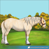 Horse Color:Palomino Roan Splash 
