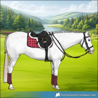 Horse Color:Classic Champagne Sabino Splash Tobiano Appaloosa 