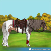 Horse Color:Bay Tobiano Appaloosa 