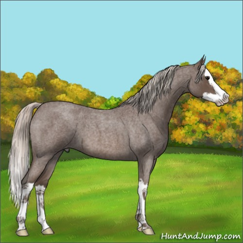 Horse Color:Silver Blue Roan Splash 