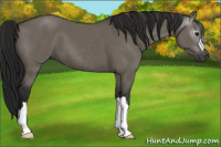 Horse Color:Gray Grullo 