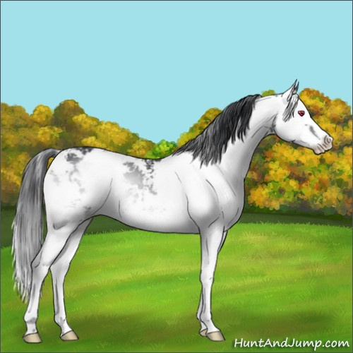 Horse Color:Blue Onyx Chinchilla Sabino Splash 