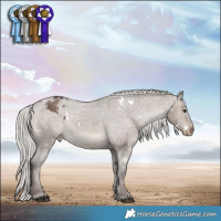 Horse Color:White Spotted Silver Brown Dun Appaloosa Rabicano