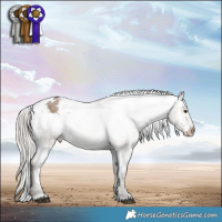 Horse Color:White Spotted Silver Brown Dun Appaloosa Rabicano 