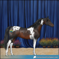 Horse Color:Brown Tobiano 