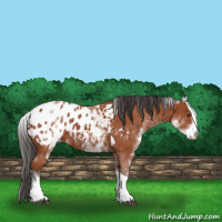 Horse Color:White Spotted Bay Tobiano Appaloosa Rabicano 