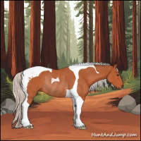 Horse Color:Silver Bay Tobiano Rabicano 