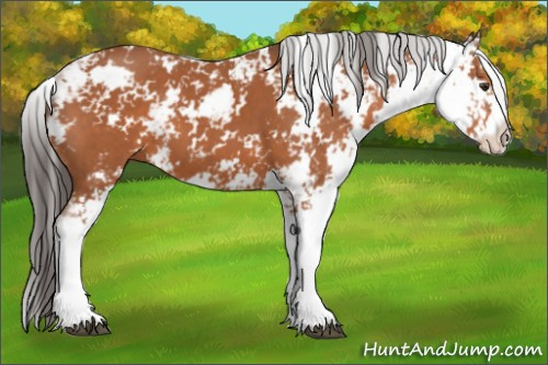 Horse Color:Bay Sabino 
