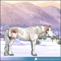 Horse Color:White Spotted Silver Brown Sabino Splash 
