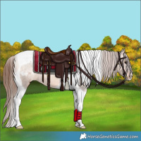 Horse Color:Brown Dun Tobiano Appaloosa 