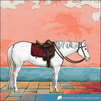 Horse Color:Bay Sabino Appaloosa 