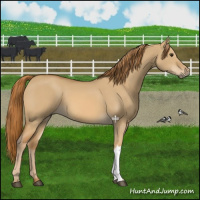 Horse Color:Red Dun 