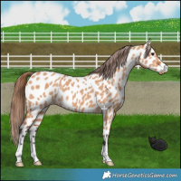 Horse Color:Bay Dun Near Leopard 
