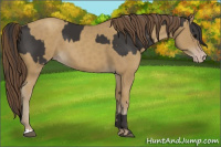 Horse Color:Smoky Black  and Classic Cream Champagne 