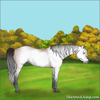 Horse Color:Gray Bay Frame 