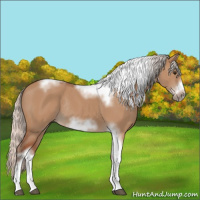 Horse Color:Silver Bay Dun Sabino Tobiano Frame Rabicano 