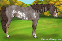 Horse Color:Liver Red Roan  and Liver Red Roan Frame 