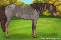 Horse Color:Liver Red Roan  and Liver Red Roan 