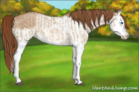 Horse Color:Red Dun Splash  and Red Dun Splash 