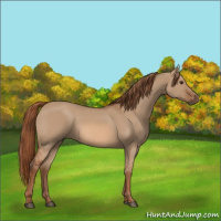 Horse Color:Red Dun