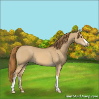 Horse Color:Red Dun 