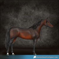 Horse Color:Brown 