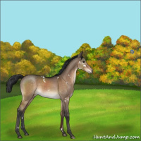 Horse Color:White Spotted Brown Dun Sabino Rabicano 