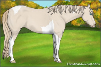 Horse Color:Smoky Creme Tobiano 