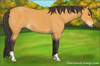 Horse Color:Buckskin 