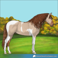 Horse Color:Red Dun Tobiano