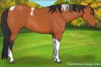 Horse Color:Bay Tobiano